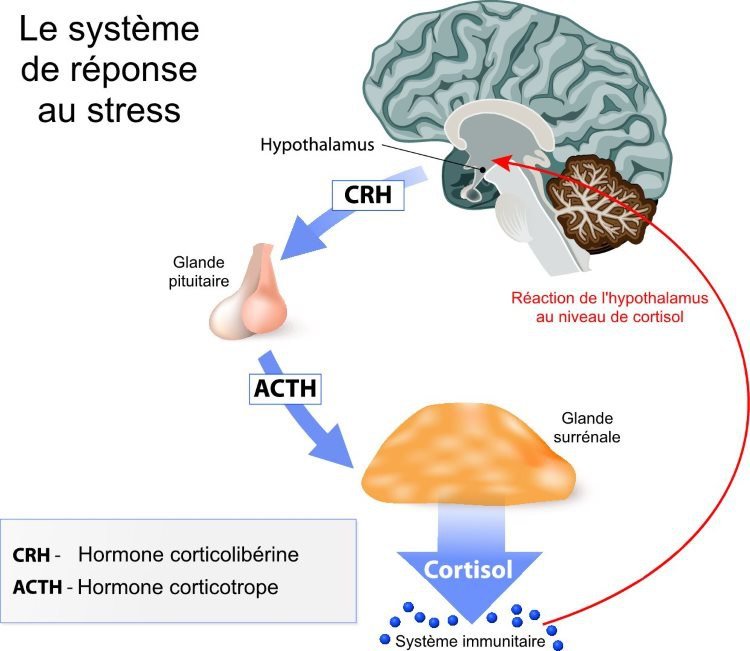 Schéma du système de réponse au stress : hypothalamus, hypophyse et glandes surrénales
